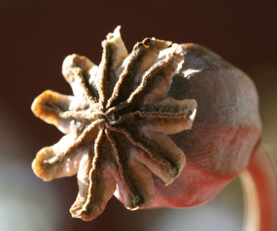 Papaver-Somniferum.jpg