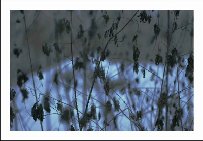 Blau_2_08-01-06.jpg