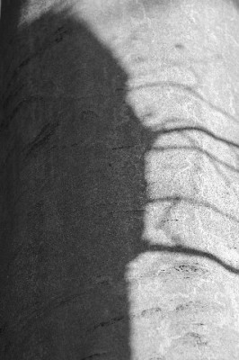Rinden_SW_1_08-01-06.jpg