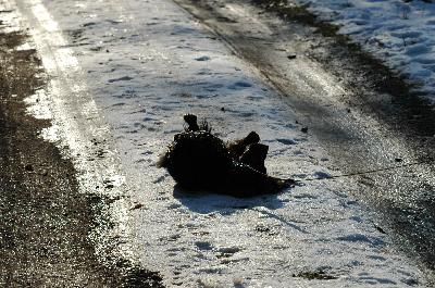 Hund_Gero__1_08-01-06.jpg