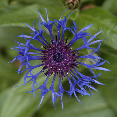 bergflockenblume_4520.jpg