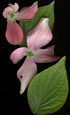 cornus_anonymus.jpg