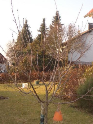 Kirschbaum.jpg