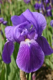 Iris-spectabilis-1.jpg