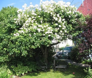 mein_Apfelbaum.JPG