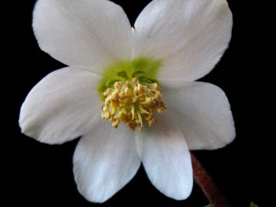 Helleborus_nigra_Bl.2.jpg