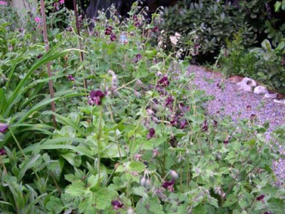 garten04-050504-0020k.jpg