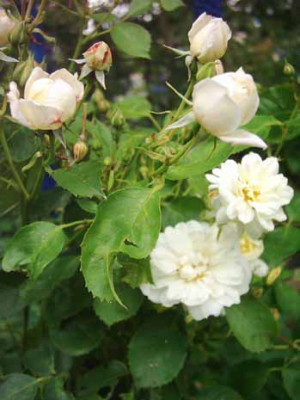 Labenzer_Sommer_Blueten_u_Knospen_Kopie.jpg
