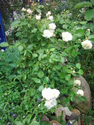 Labenzer_Sommer_Habitus_Kopie.jpg