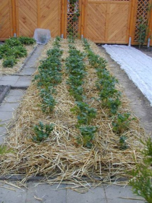 strohmulch.jpg