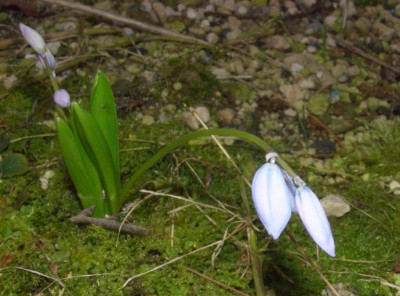 Scilla_mischtschenkoana_06-1.jpg