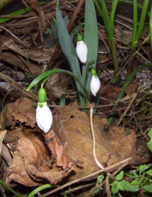 Galanthus_elwesii_fruh.jpg