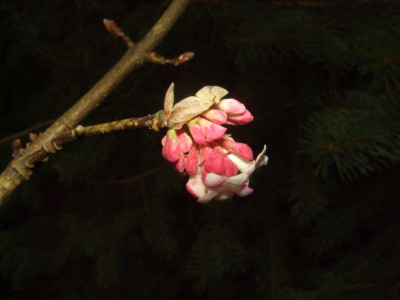 Viburnum_x_bodnantense.jpg