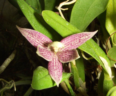 Encyclia_garciana.jpg