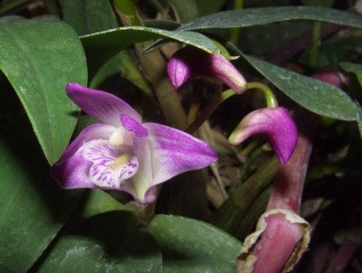 Dendrobium_kingianum1.jpg