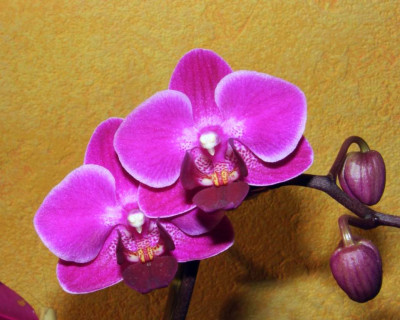 Phalaenopsis_Mini.jpg