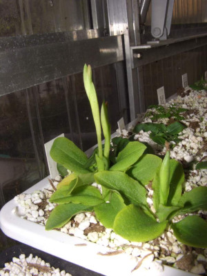 Pterostylis_Knospen.jpg