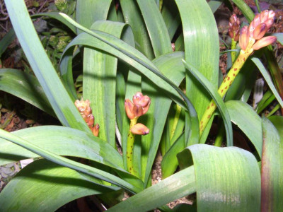 Lachenalia_Knospen.jpg