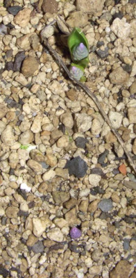 Hyacinthella_dalmatica_Austrieb.jpg
