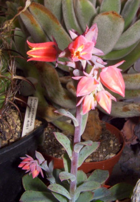 Echeveria_Blute.jpg