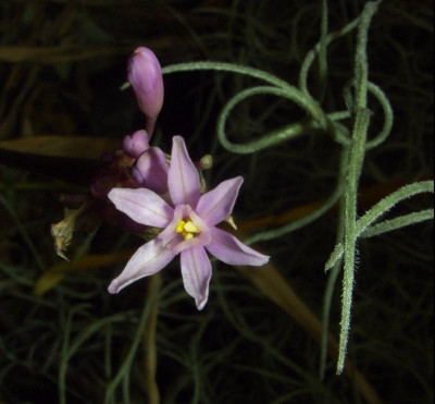 Tulbaghia_fragrans_06.jpg