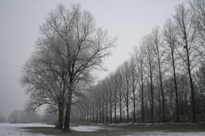 Donau-im-Nebel-3.jpg