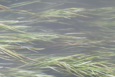 Froschlöffel-flutend.jpg