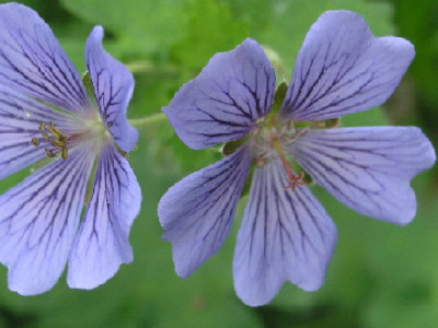 Geranium-Stephanie-a.jpg