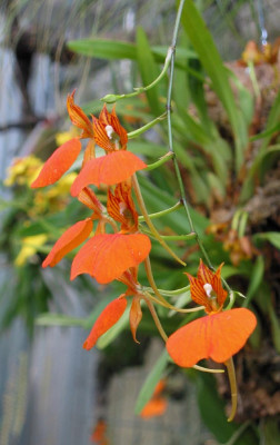 Comparettia_speciosa_F.jpg