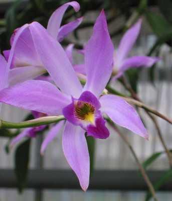Laelia_anceps_F.jpg