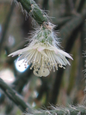 Rhipsalis_pilocarpa_F.jpg