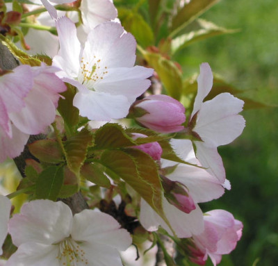 sakura__2_F.jpg