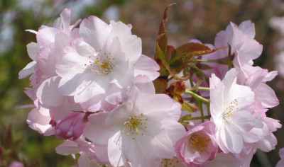sakura_F.jpg