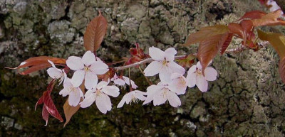 sakura.jpg