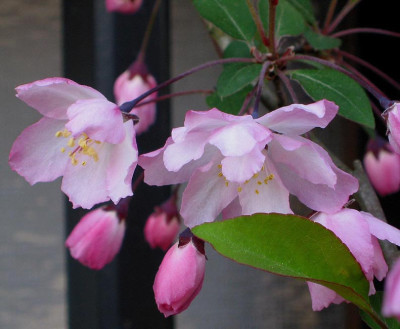sakura_6.jpg