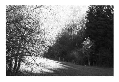 Wald_Ansichten_1_08-01-06.jpg