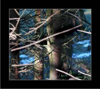 Wald_Ansichten_2_08-01-06.jpg
