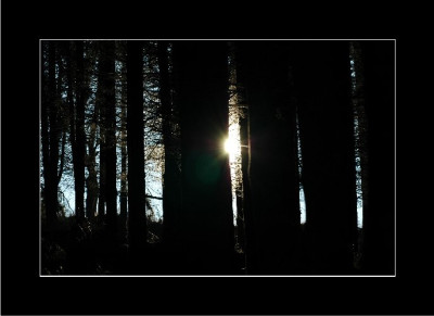 Wald_Ansichten_3_08-01-06.jpg