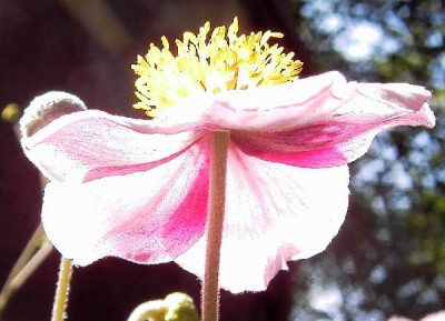 Anemona_Japonica.jpg
