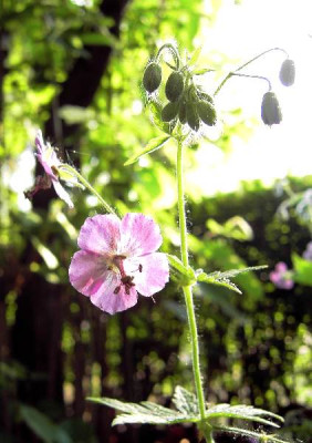 Geranium2.jpg