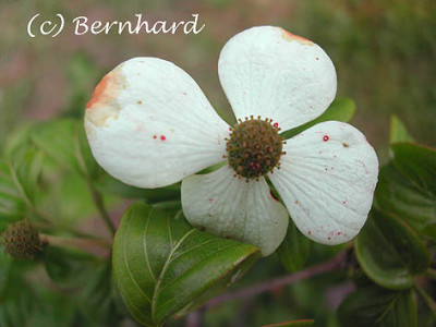 cornus_kousa_satomii.jpg