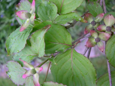 garten2904-030504-0104k.jpg