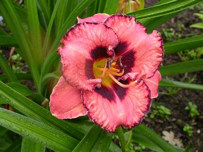 Awesome_Blossom_6756.jpg