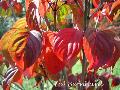 cornus_kousa_satomii_herbst.jpg