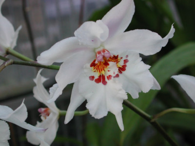 Odontonia_Boussole_Blanche.jpg