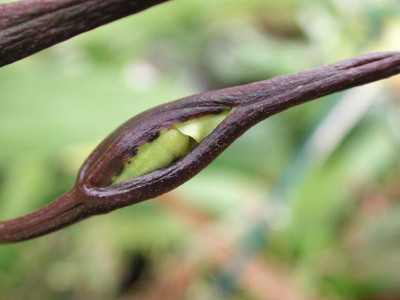Brassia_Rex_2.jpg
