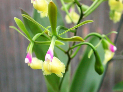 Epidendrum_pseudepidendrum_hell_1.jpg