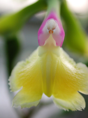 Epidendrum_pseudepidendrum_hell_2.jpg