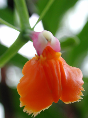 Epidendrum_pseudepidendrum_1.jpg