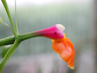 Epidendrum_pseudepidendrum_2.jpg